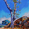 Devonian Gary Oak